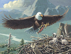 eagle-info3