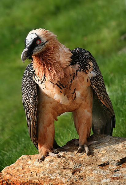 Image result for bearded vulture