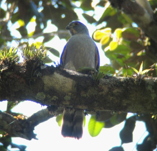 Rufous-thighed Kite