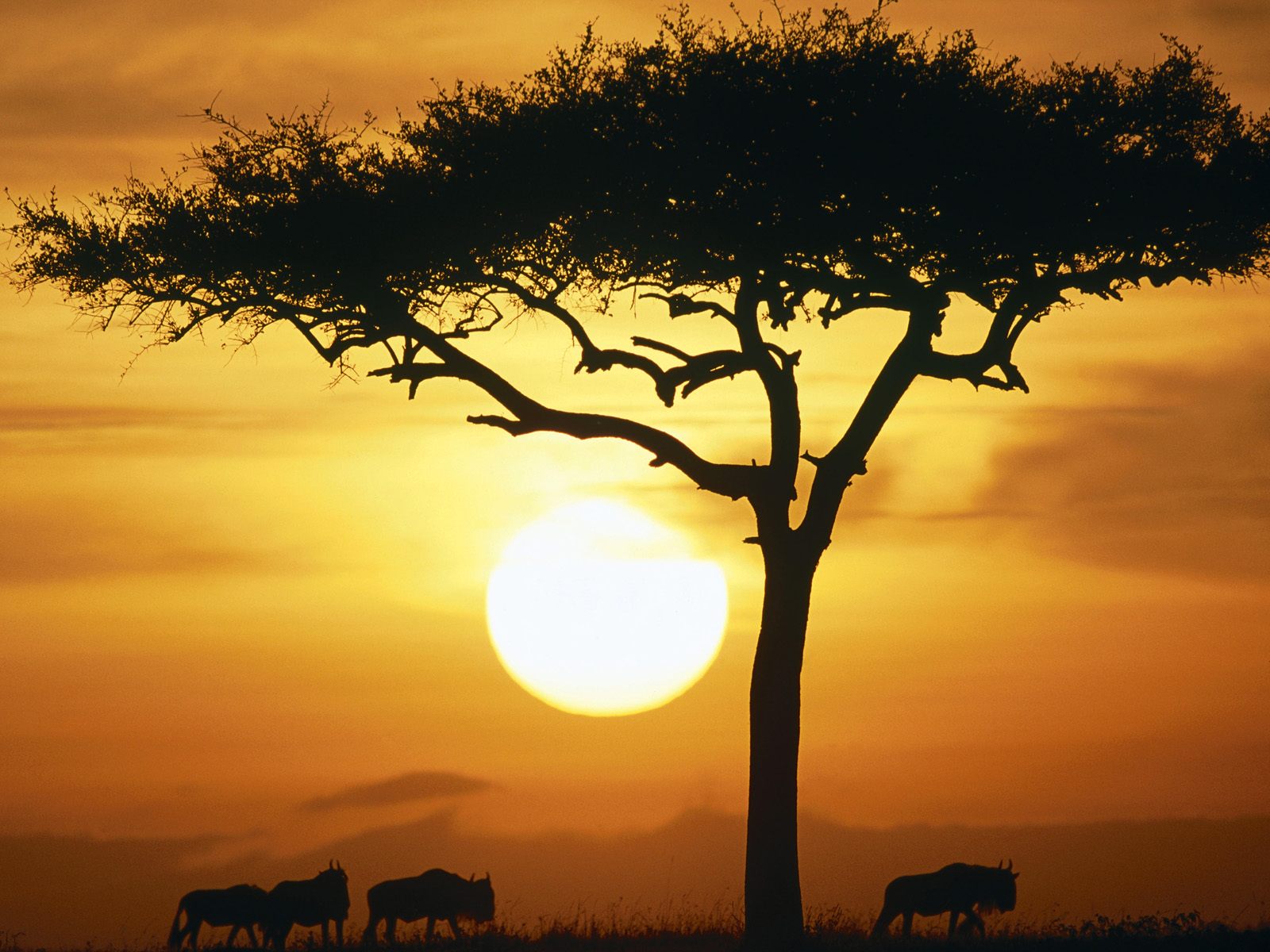 Kehidupan Alam Liar Afrika  Dunia Binatang